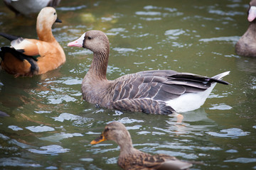 Anser albifrons, White-fronted Goose.