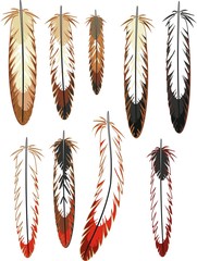 Set of different bird feathers