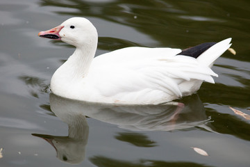 Obraz premium Anser caerulescens, Chen hyperboreus, Chen caerulescens, Snow G