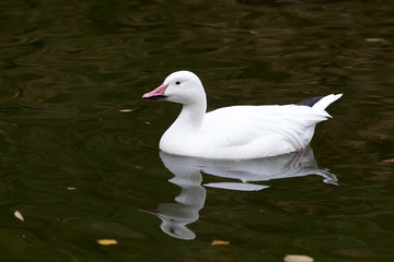 Anser caerulescens, Chen hyperboreus, Chen caerulescens, Snow G