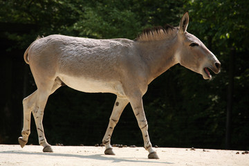 Somali wild ass (Equus africanus somaliensis)..
