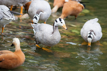 Anser indicus, Eulabeia indica, Bar-headed Goose.