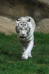 Fototapeta na wymiar White tiger (Panthera tigris tigris)..