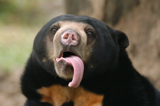 Malayan sun bear (Helarctos malayanus) showing its long tongue.