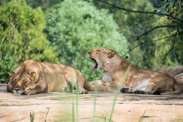 Plakat Group of lions resting on a rock, in the shade of the vegetation
