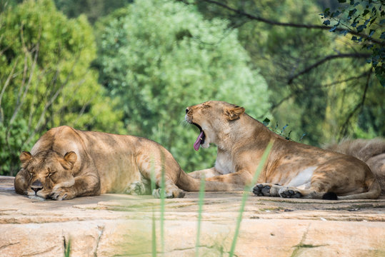 Group of lions resting on a rock, in the shade of the vegetation