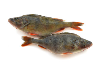 Two perches end to end isolated on white background