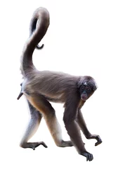 Foto auf Acrylglas Affe Klammeraffe auf weißem Hintergrund