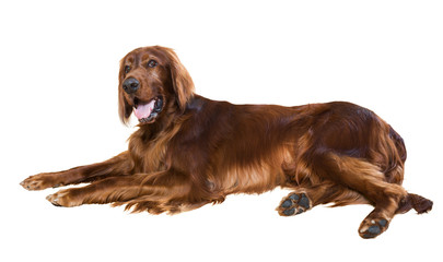 Lying Red Irish Setter