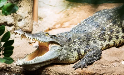 Crédence de cuisine en verre imprimé Crocodile Crocodile siamois
