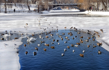 Зимовье птиц в воде, в городском парке.