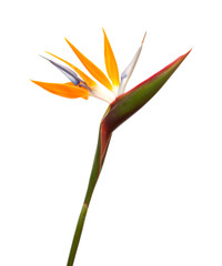 Strelitzia reginae