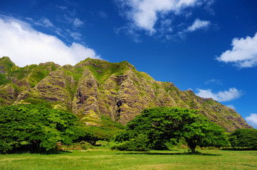 Cliffs and trees of Kualoa Ranch, Oahu