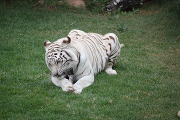 Weißer Tiger