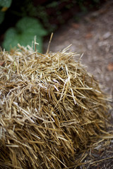 Bale of hay in a garden