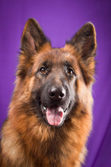 Portrait of a German Shepherd. Purple background.