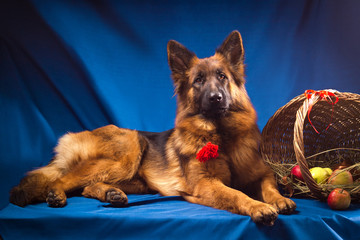 German shepherd with a wicker basket. Blue background.