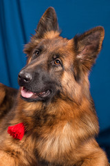 Portrait of a German Shepherd. Blue background.