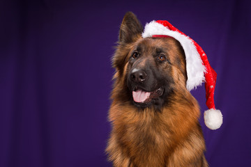 German Shepherd in a Christmas hat. Purple background.