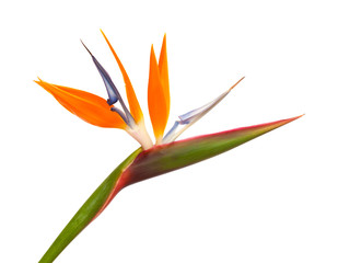 Strelitzia reginae