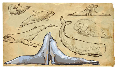 Fototapeta premium Animals, theme: SEA MAMMALS - hand drawn vector pack