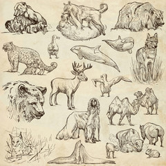 Animals around the world (set no.10) - Hand drawn illustrations