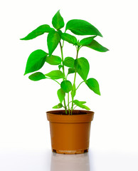 Chili plant in flowerpot on white background