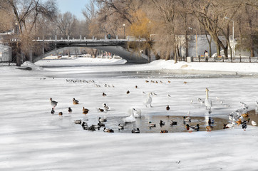 Птицы зимой плавают в пруду городского парка