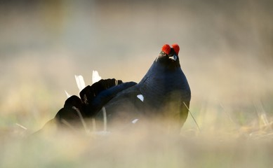 Portrait of Lekking black grouse (Tetrao tetrix).
