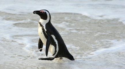 African penguin