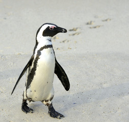 African penguin