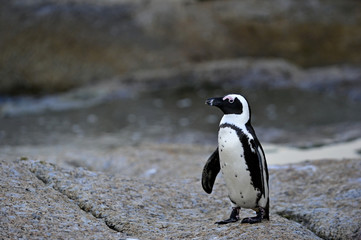 Fototapeta premium African penguin