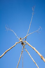 Dead twigs