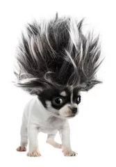 Crédence de cuisine en verre imprimé Chien Chihuahua chiot petit chien avec des cheveux de troll fou