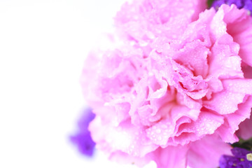 pink Flower in soft color style - Stock Image