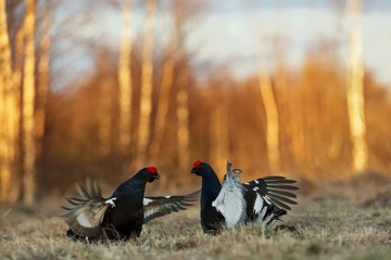 Fighting Black Grouses