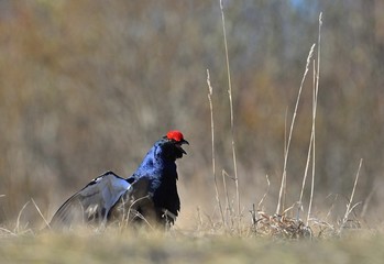 Lekking Black Grouse ( Lyrurus tetrix).