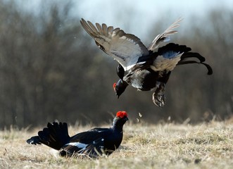 Fighting Black Grouses
