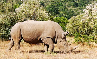 White Rhinoceros on the Masai Mara in Africa