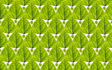 Fototapeta premium Leaf wallpaper
