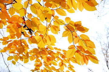 Fototapeta na wymiar Beautiful autumn leaves