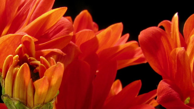 Orange Daisy Time-lapse