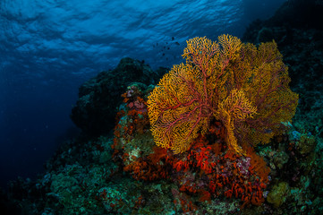 Naklejka na ściany i meble Sea fan Subergorgia mollis in Banda, Indonesia underwater
