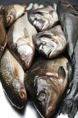 Fresh catch of fish close-up