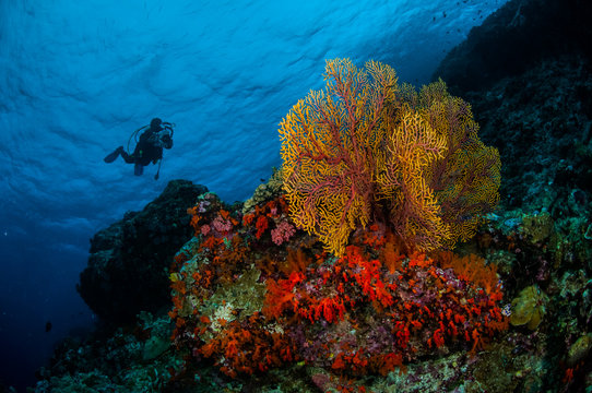 Diver, sea fan Subergorgia mollis in Banda, Indonesia underwater