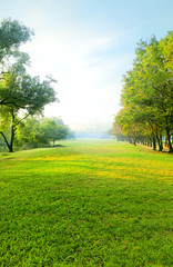 beautiful morning light in public park with green grass field an - obrazy, fototapety, plakaty