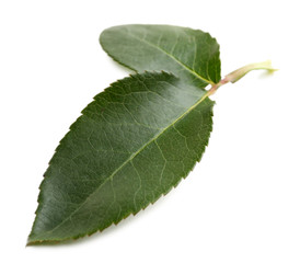 Rose leafs isolated on white