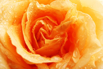 Beautiful orange rose close-up