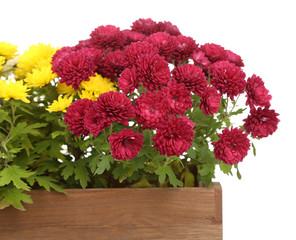 Chrysanthemum bush in wooden box isolated on white