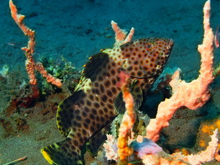 Grouper, Island Bali, Tulamben